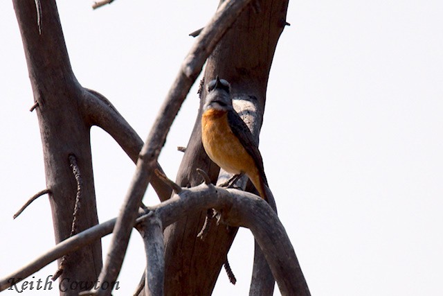 Miombo Rock-Thrush - ML640704068