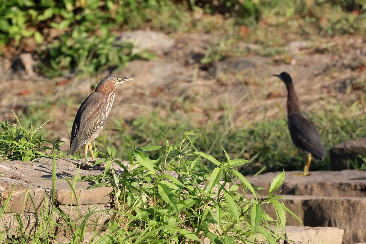 Green Heron - ML640704079