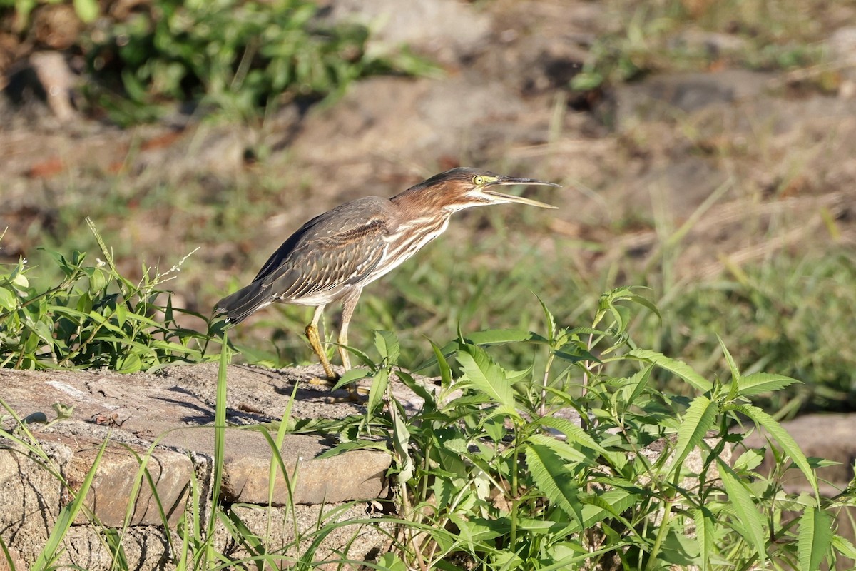 Green Heron - ML640704087