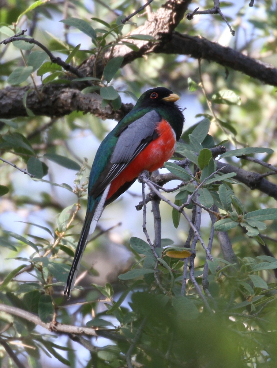 Trogon élégant - ML64070411