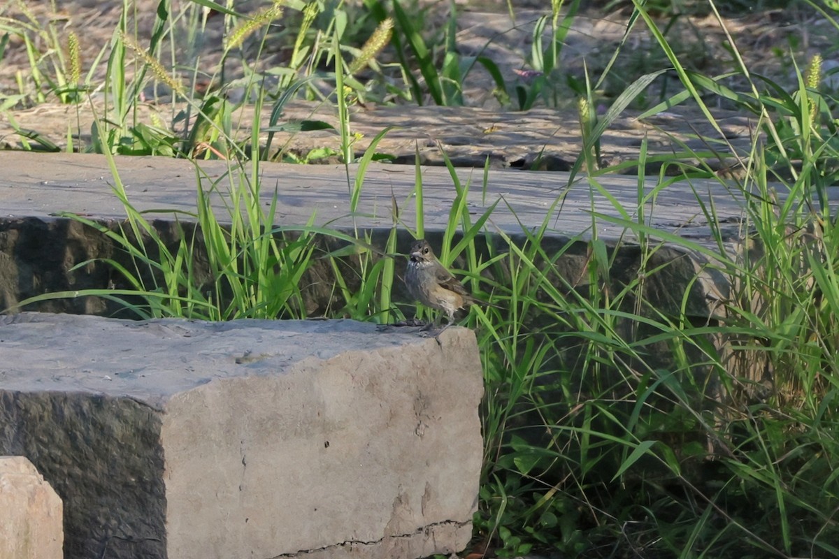 Indigo Bunting - ML640704114