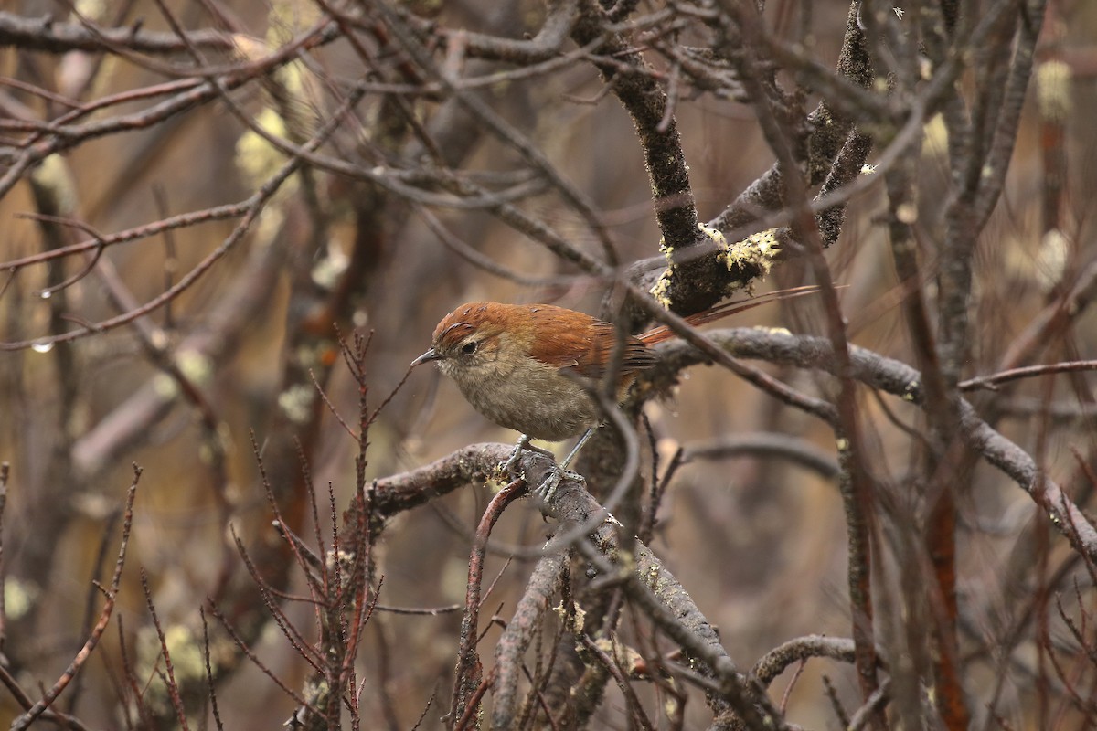White-chinned Thistletail - ML640704131