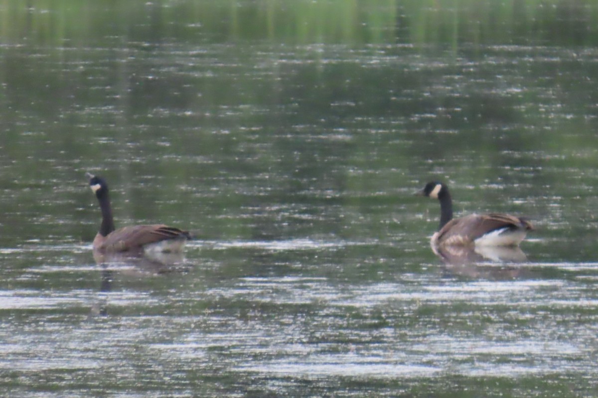Canada Goose - ML640704135