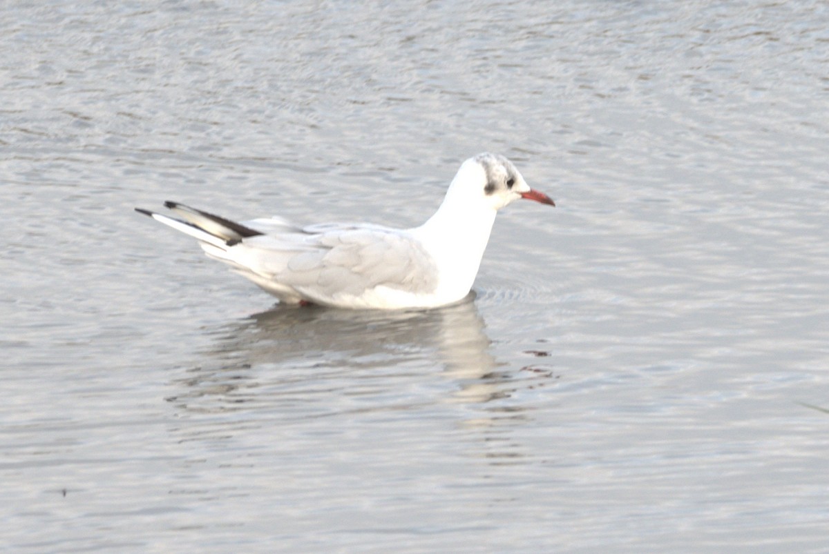 Black-headed Gull - ML640704140