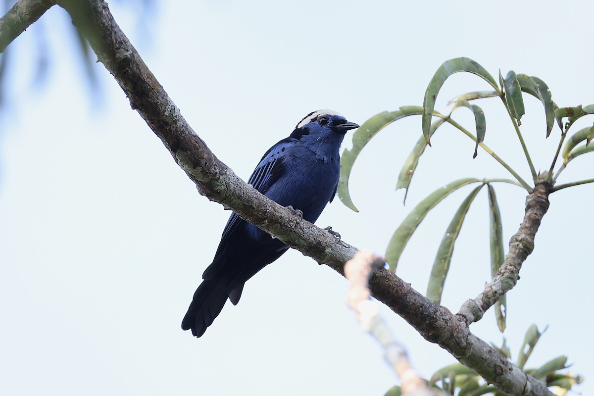 Opal-crowned Tanager - ML640704173