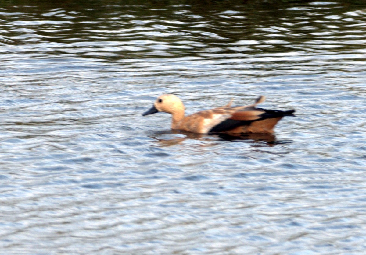 Ruddy Shelduck - ML640704191