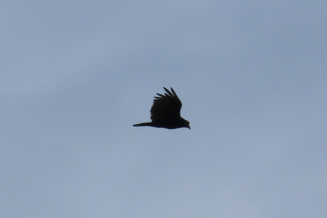 Common Raven - ML640704192