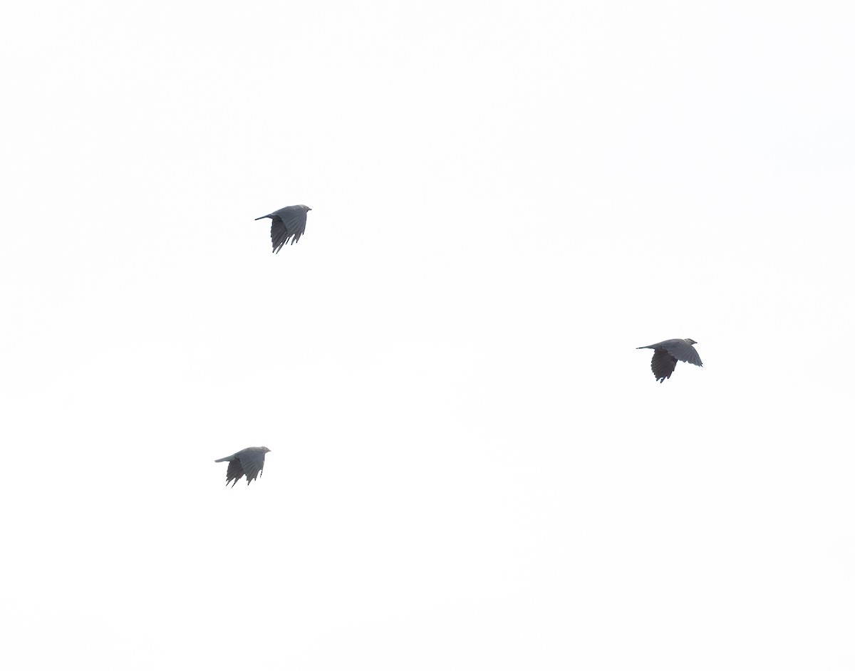 Eurasian Jackdaw - ML640704193