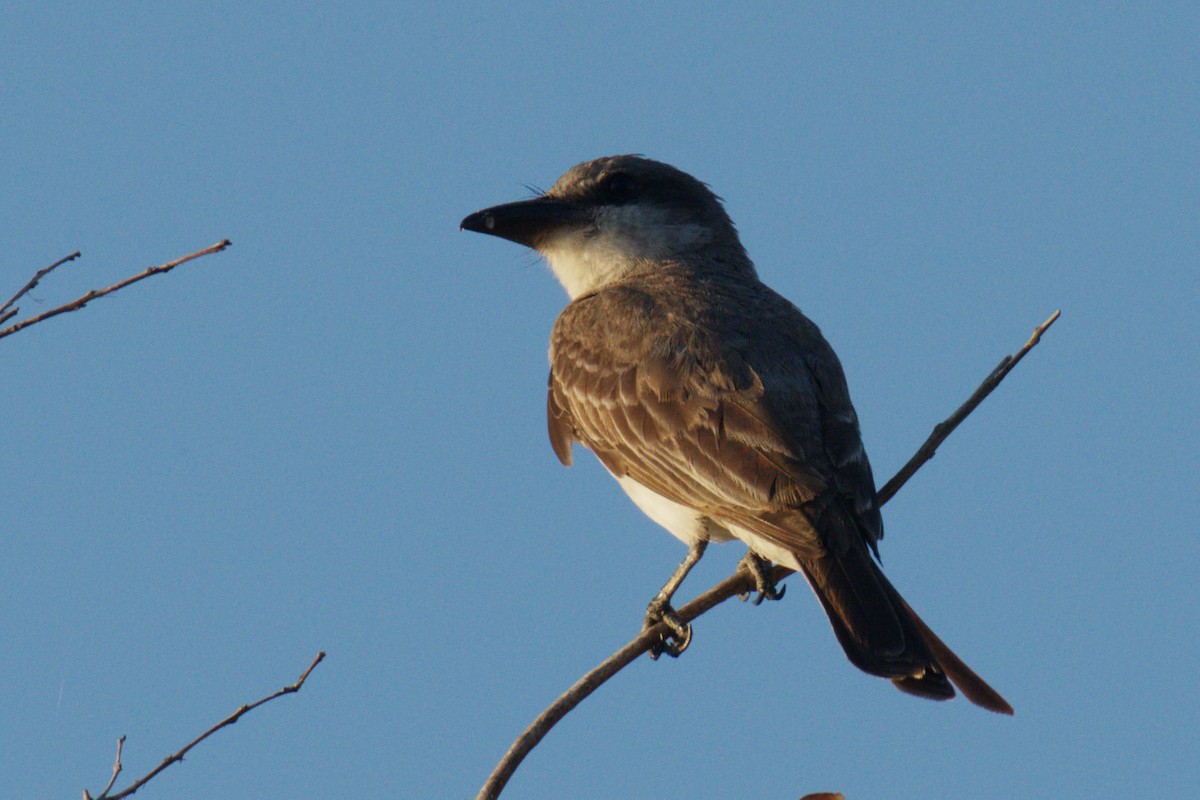 Gray Kingbird - ML640704201