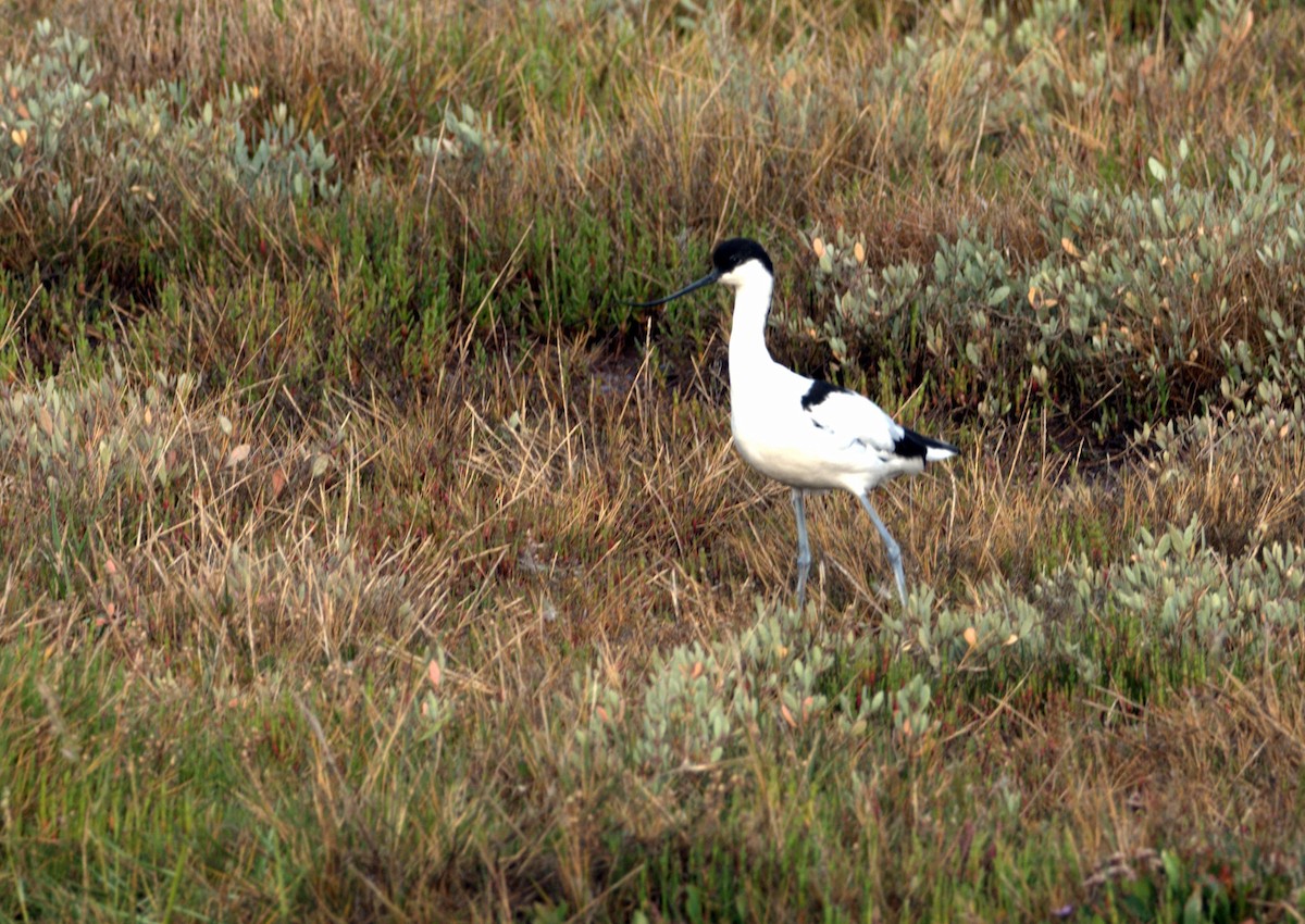 Pied Avocet - ML640704202