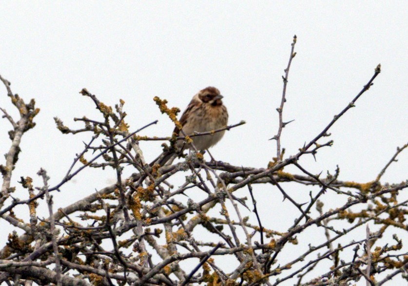 Reed Bunting - ML640704242