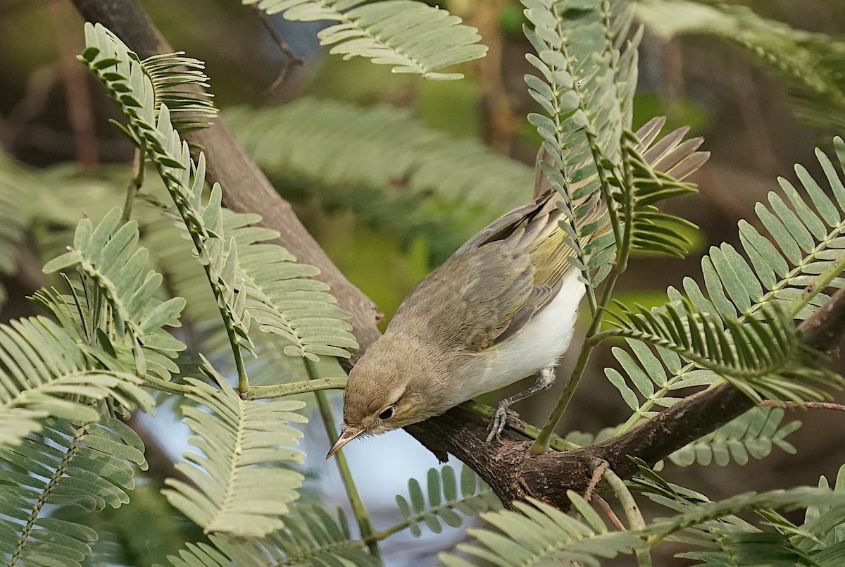 Eastern Bonelli's Warbler - ML640704274