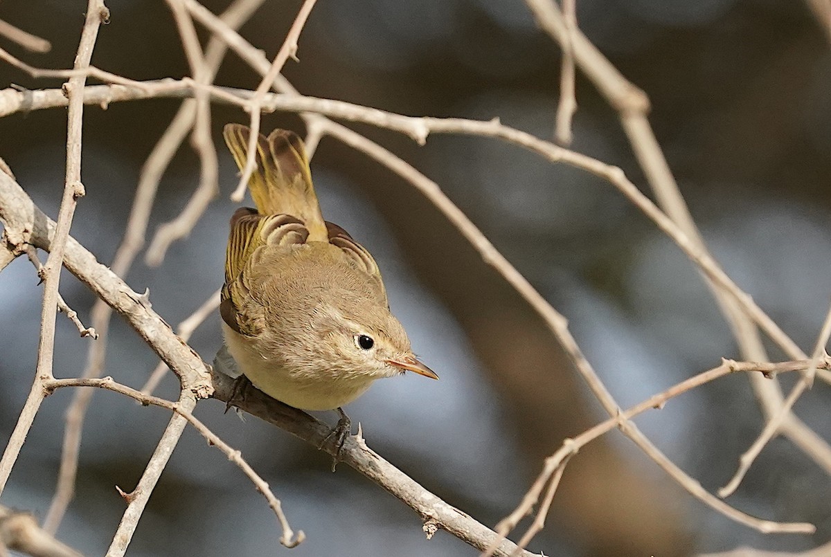 Eastern Bonelli's Warbler - ML640704275