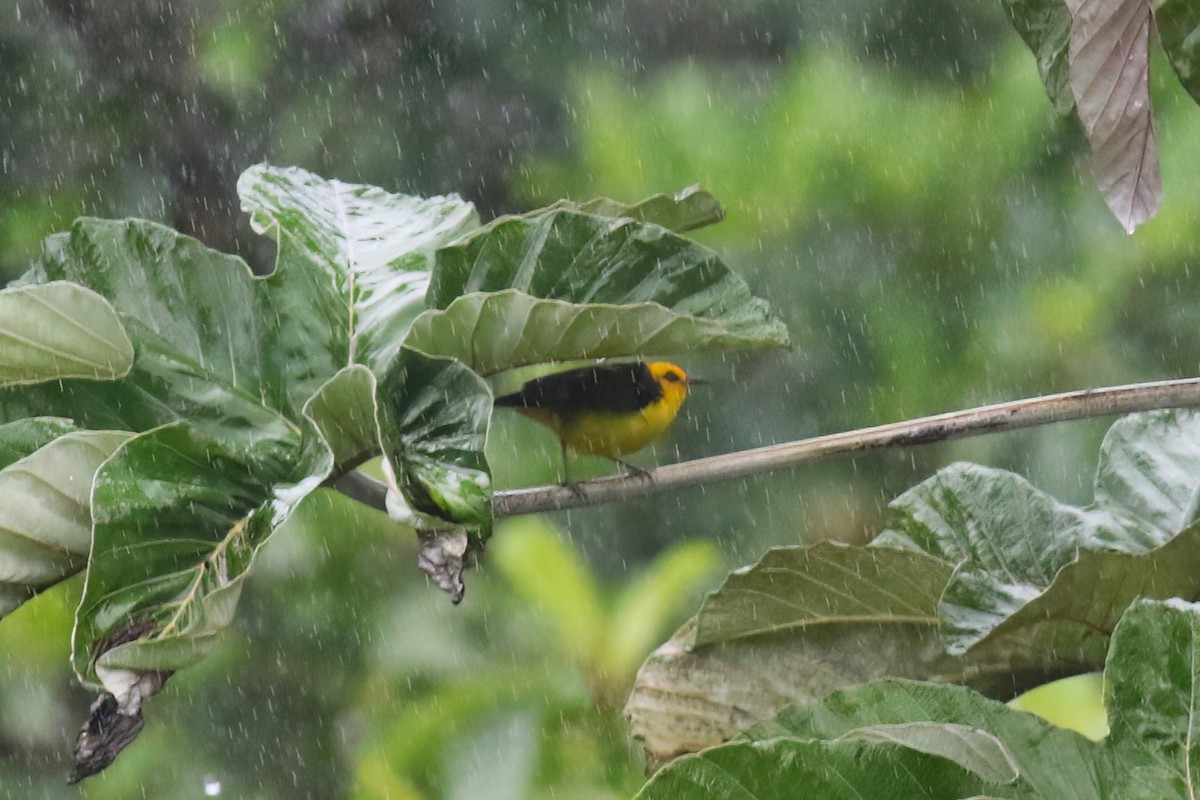 Black-and-yellow Tanager - ML640704357