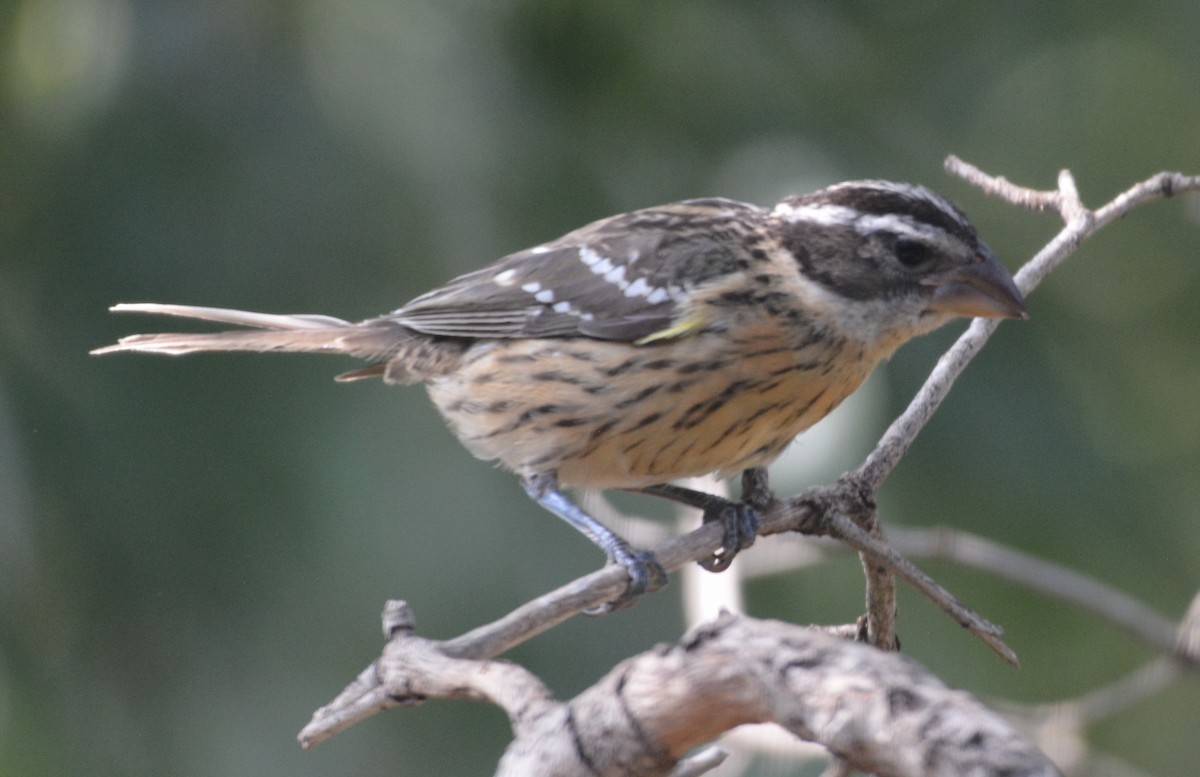 Rose-breasted Grosbeak - ML640704358