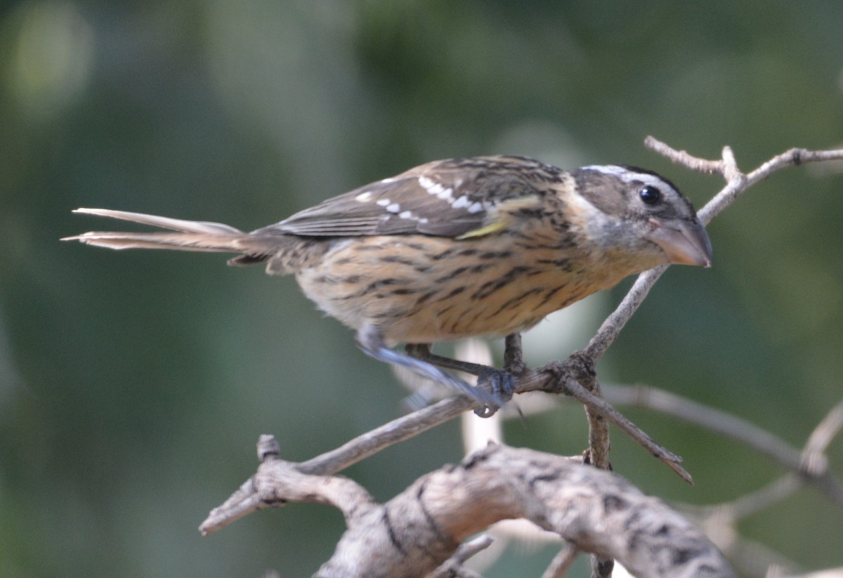 Rose-breasted Grosbeak - ML640704359