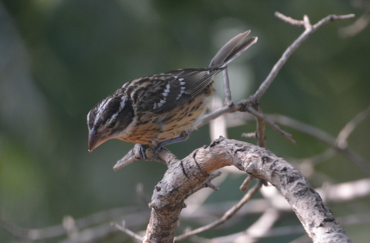 Rose-breasted Grosbeak - ML640704360