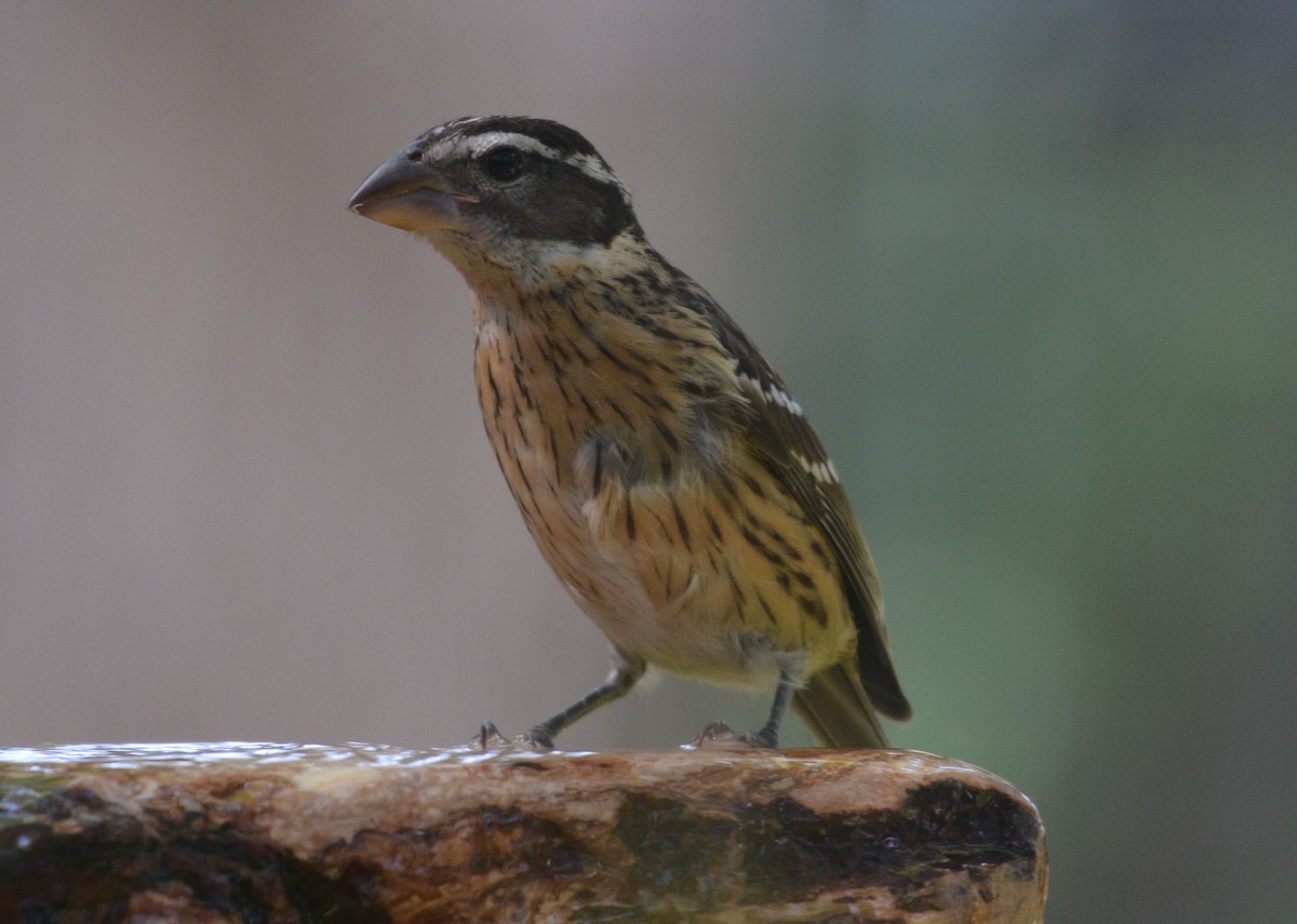Rose-breasted Grosbeak - ML640704361