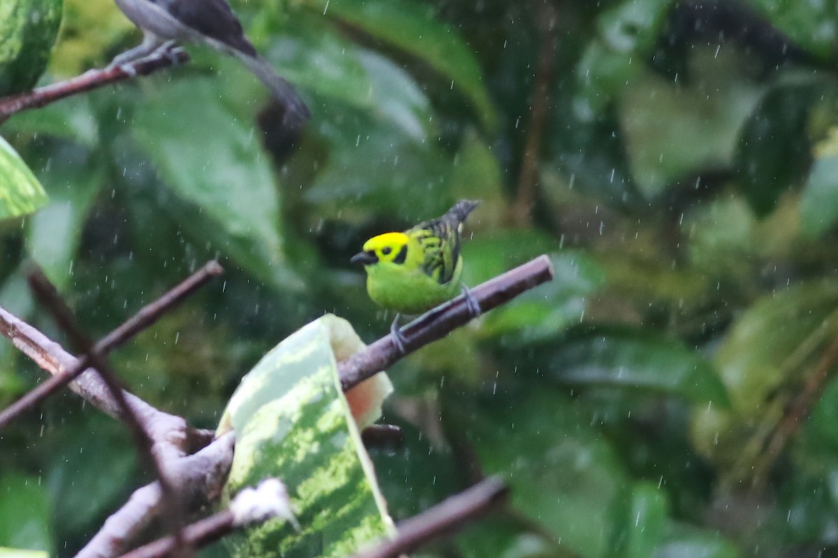 Emerald Tanager - ML640704364
