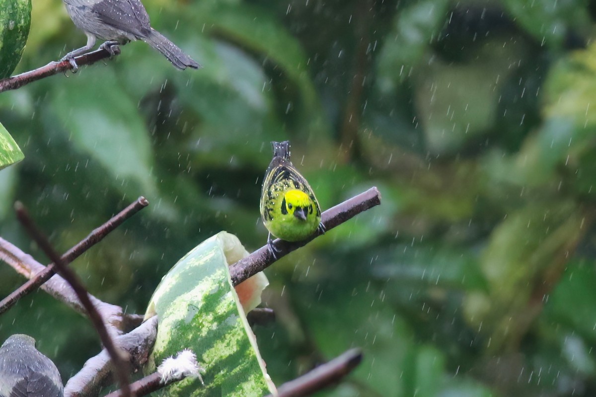 Emerald Tanager - ML640704365