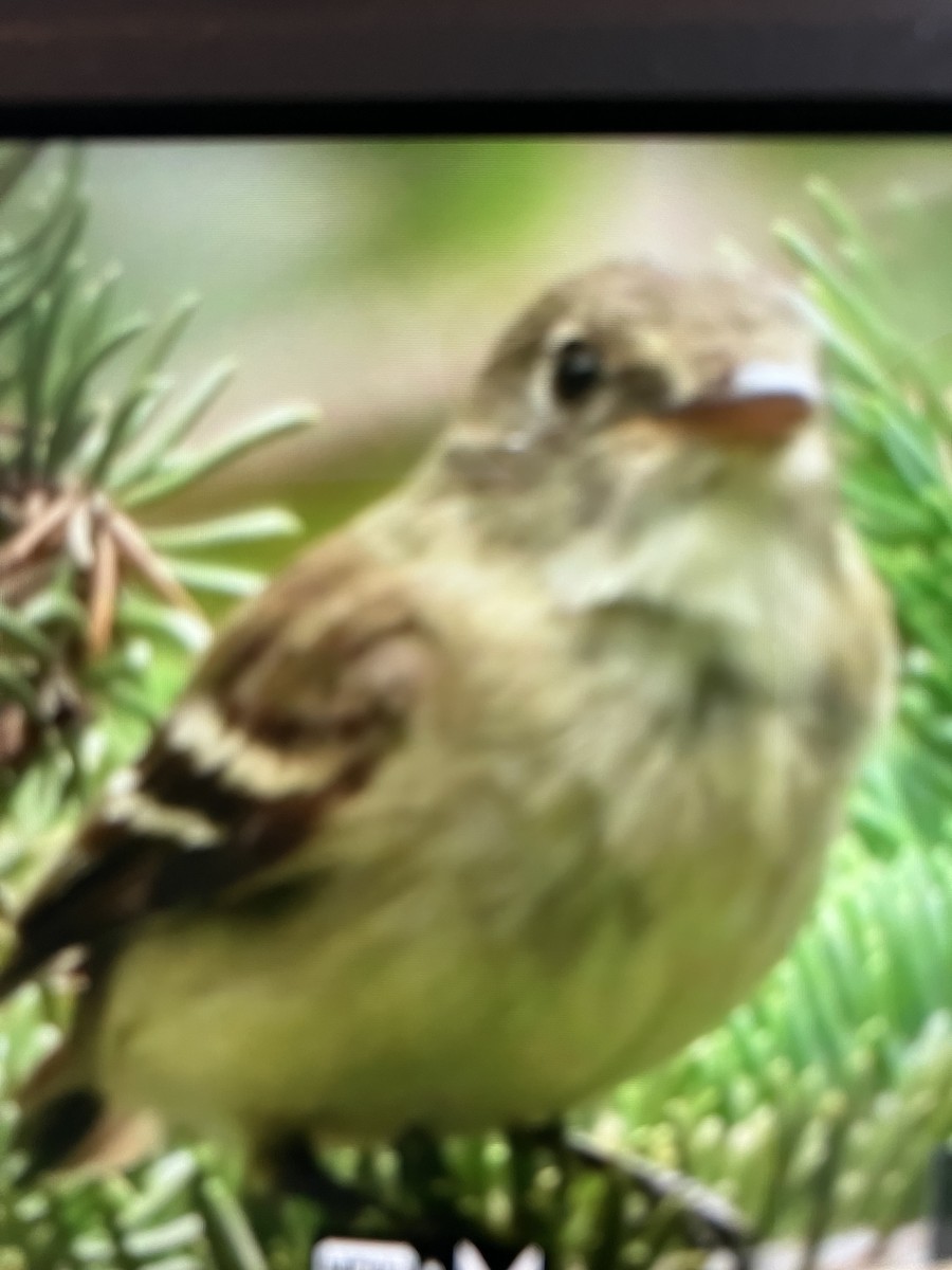 Alder Flycatcher - ML640704368