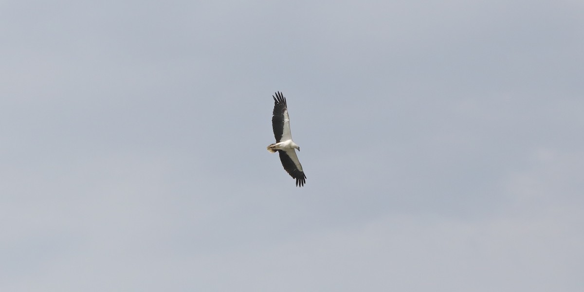 hvitbukhavørn - ML640704370
