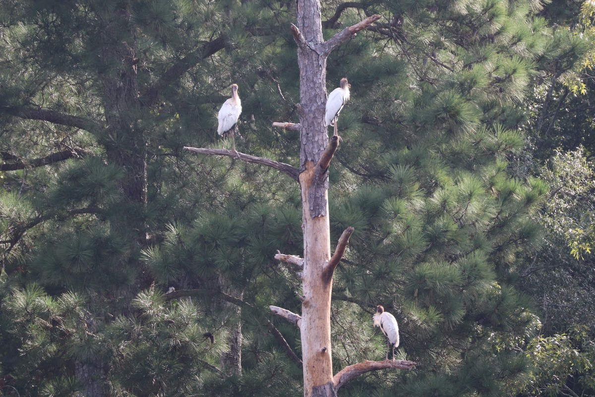 Wood Stork - ML640704435