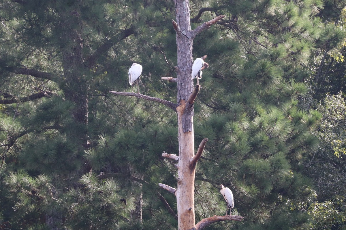 Wood Stork - ML640704436