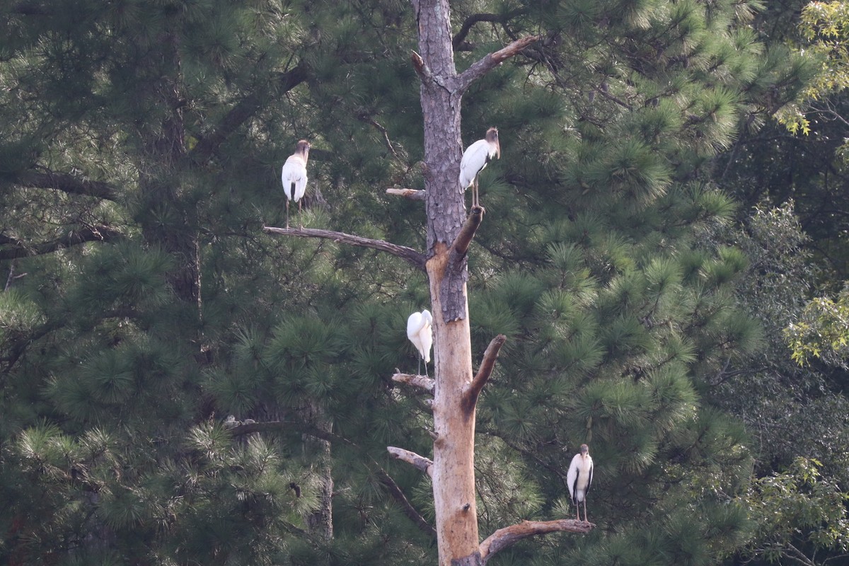 Wood Stork - ML640704437
