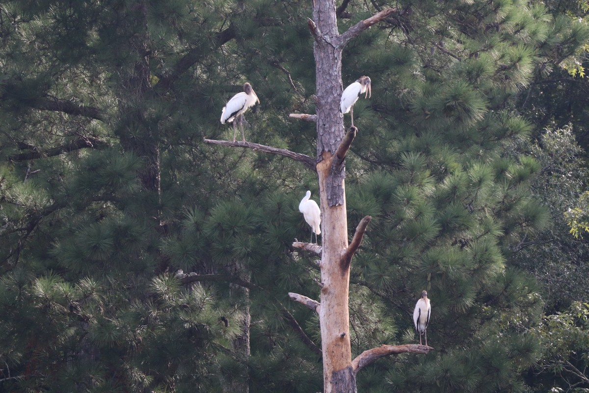 Wood Stork - ML640704438