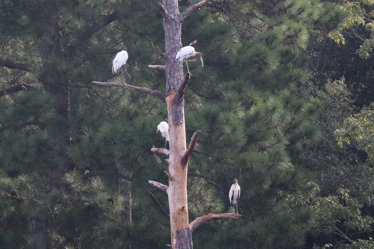 Wood Stork - ML640704439