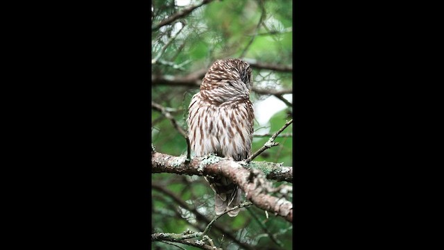 アメリカフクロウ - ML640704445
