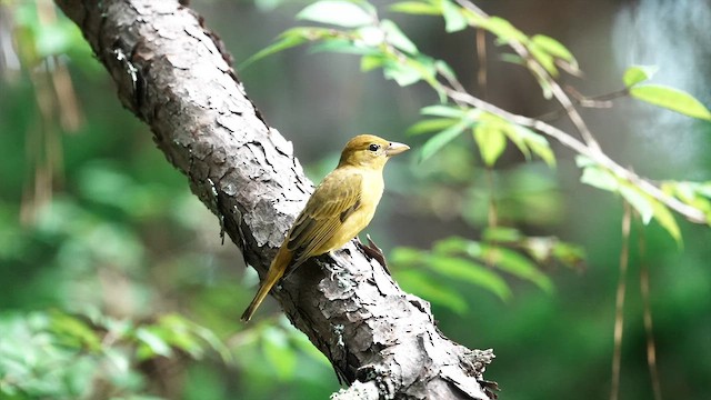 Summer Tanager - ML640704453