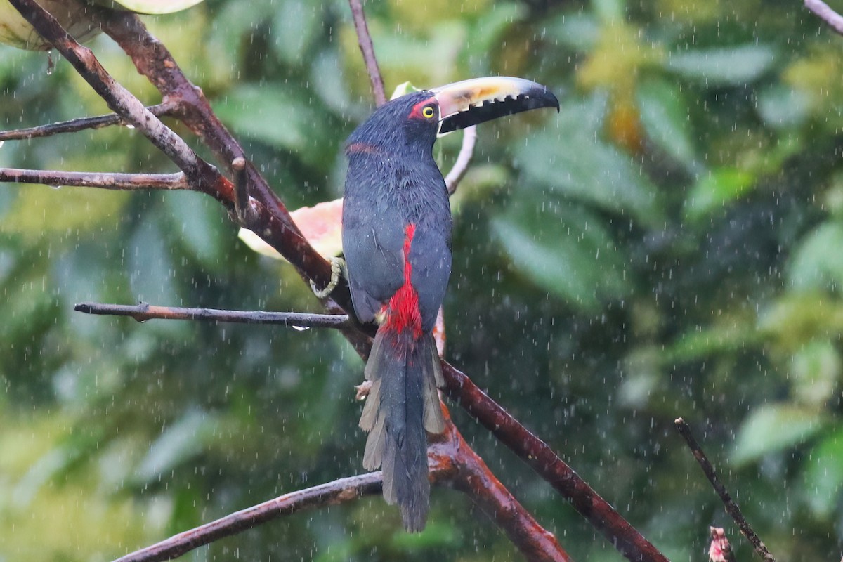 Collared Aracari - ML640704468