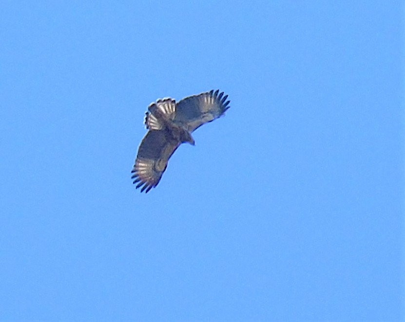 Chaco Eagle - ML640704485