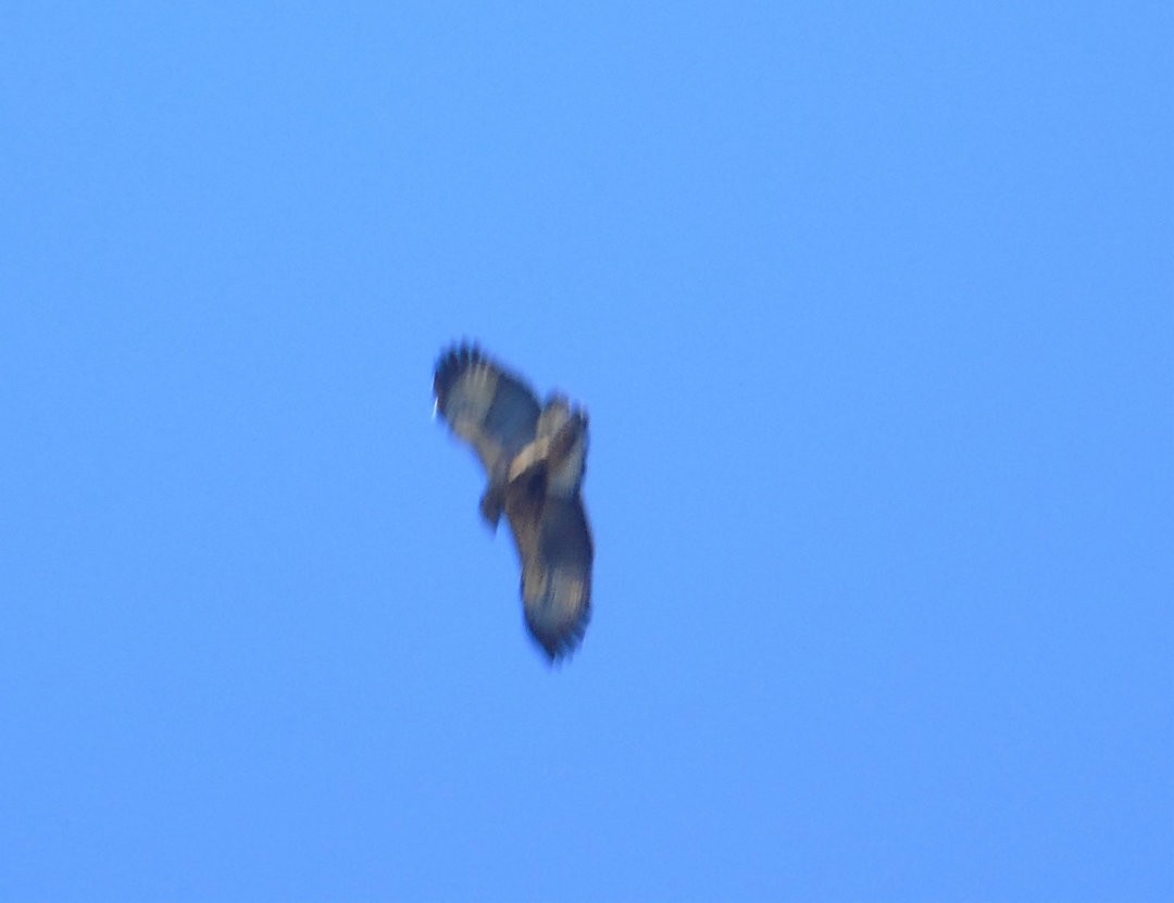Chaco Eagle - ML640704486