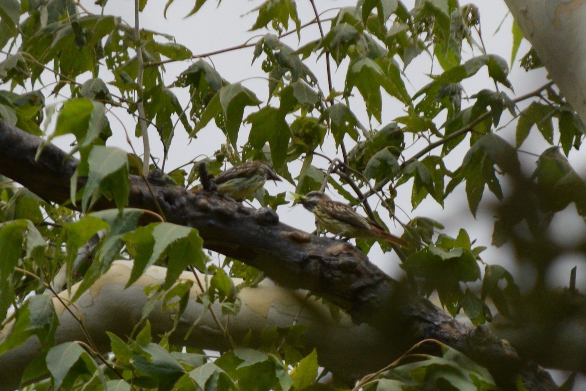Sulphur-bellied Flycatcher - ML640704506