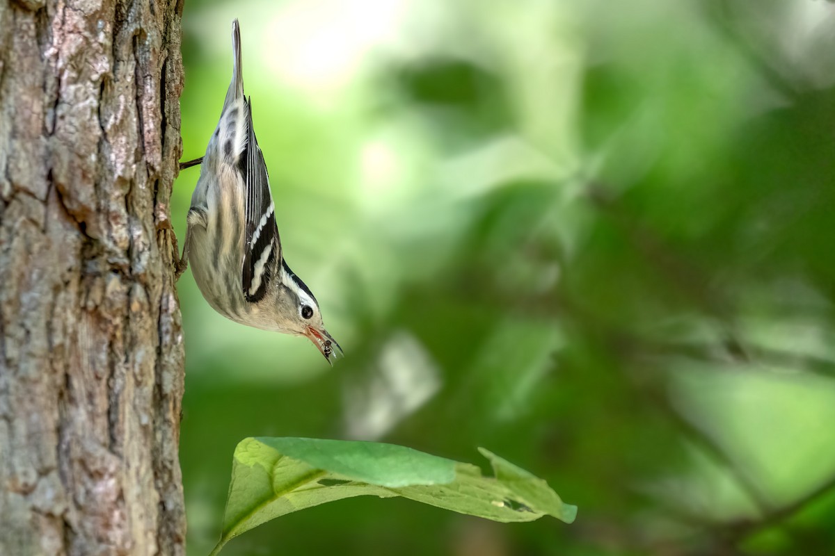 Black-and-white Warbler - ML640704544