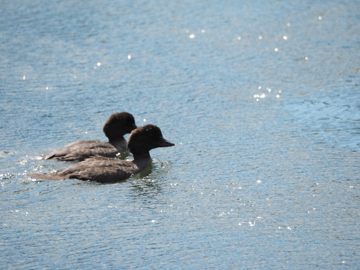 Common/Barrow's Goldeneye - ML640704546