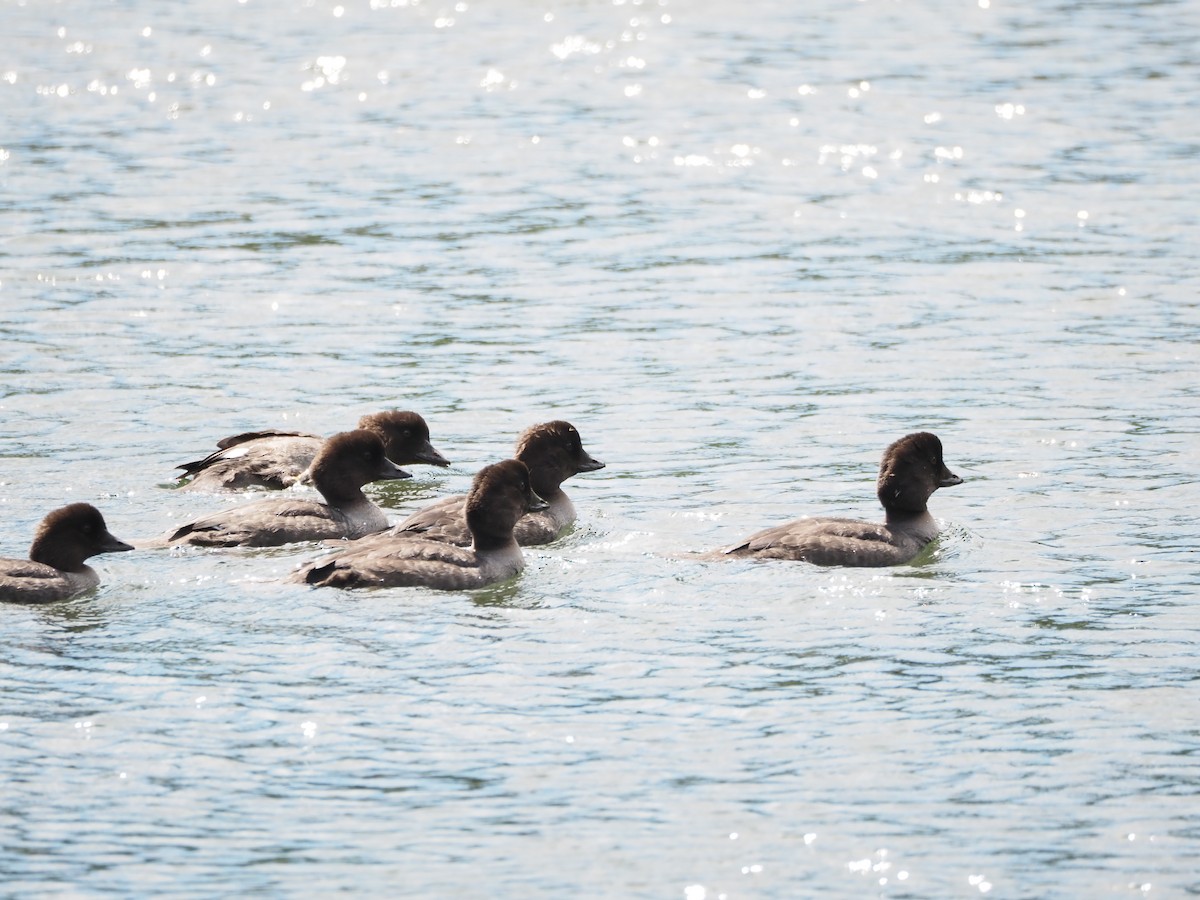Common/Barrow's Goldeneye - ML640704547