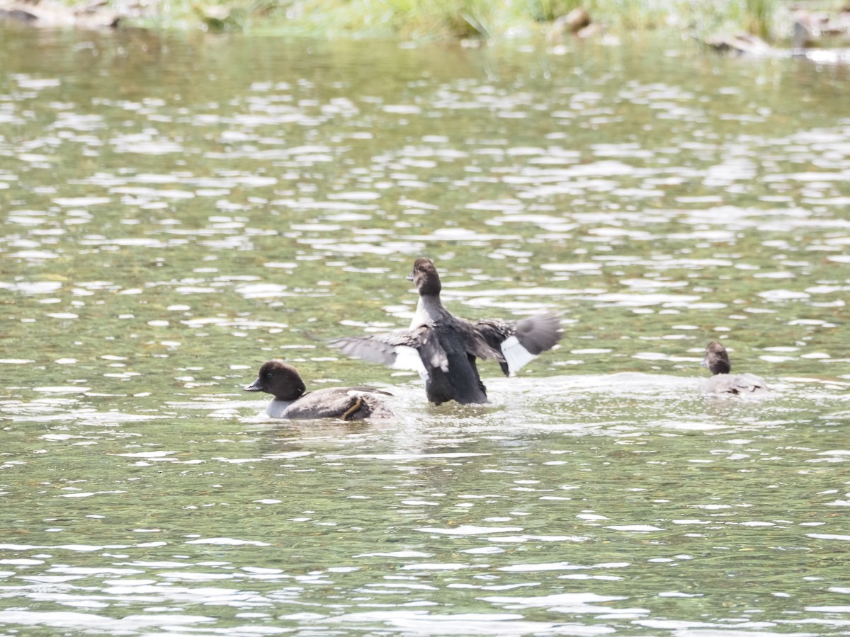 Common/Barrow's Goldeneye - ML640704548