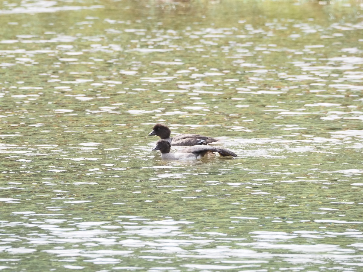 Common/Barrow's Goldeneye - ML640704549