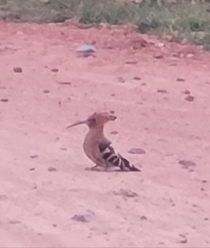 Eurasian Hoopoe - ML640704561