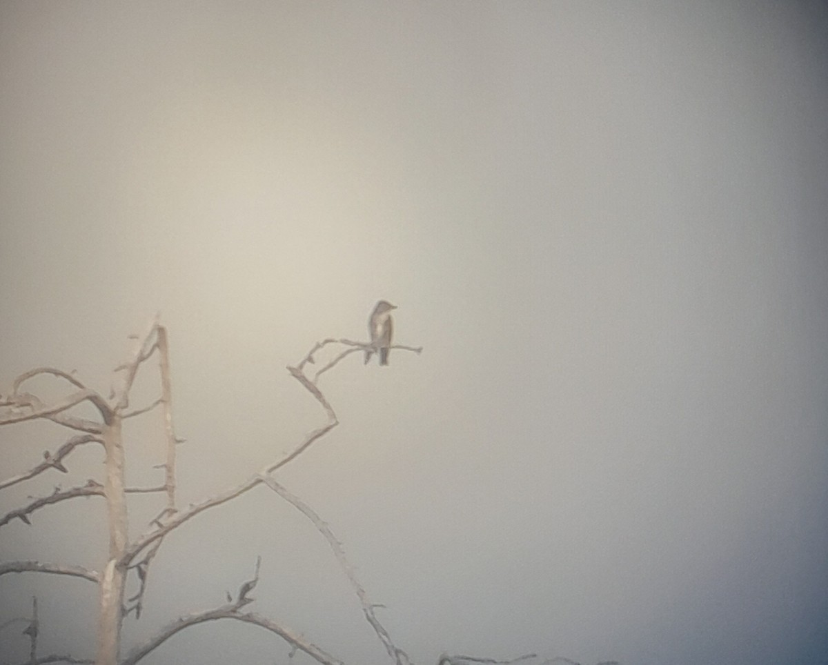 Olive-sided Flycatcher - ML640704607