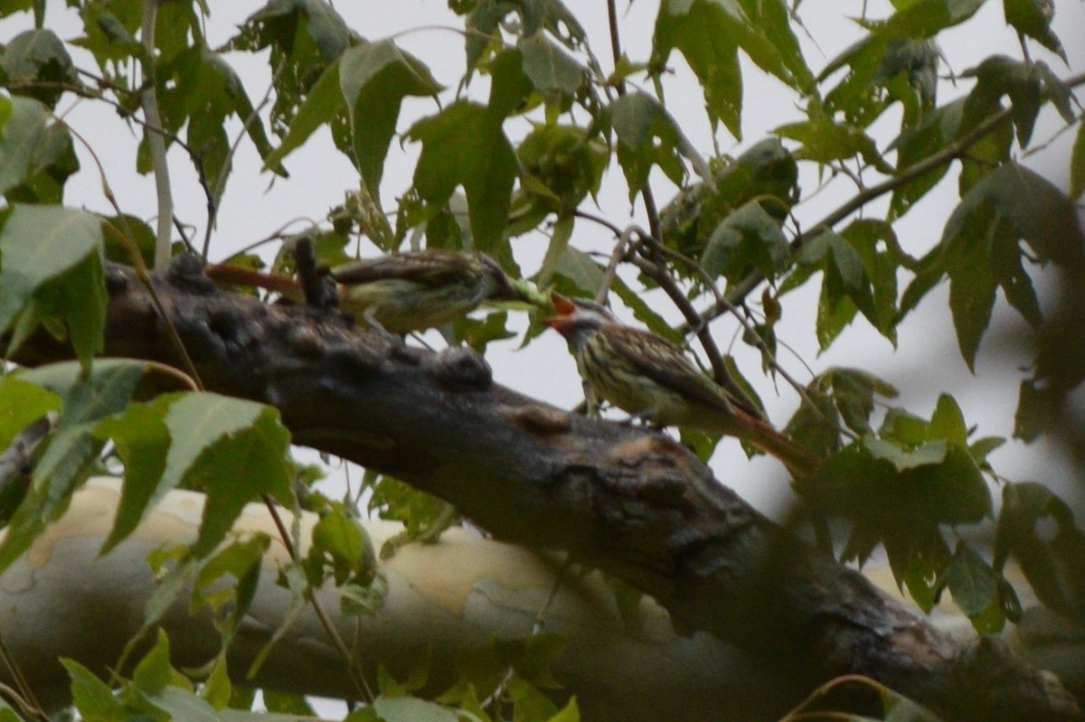 Sulphur-bellied Flycatcher - ML640704613