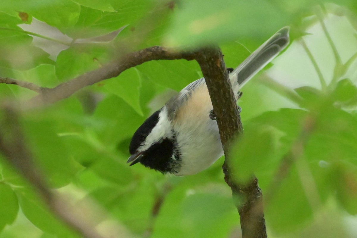 Black-capped Chickadee - ML640704614
