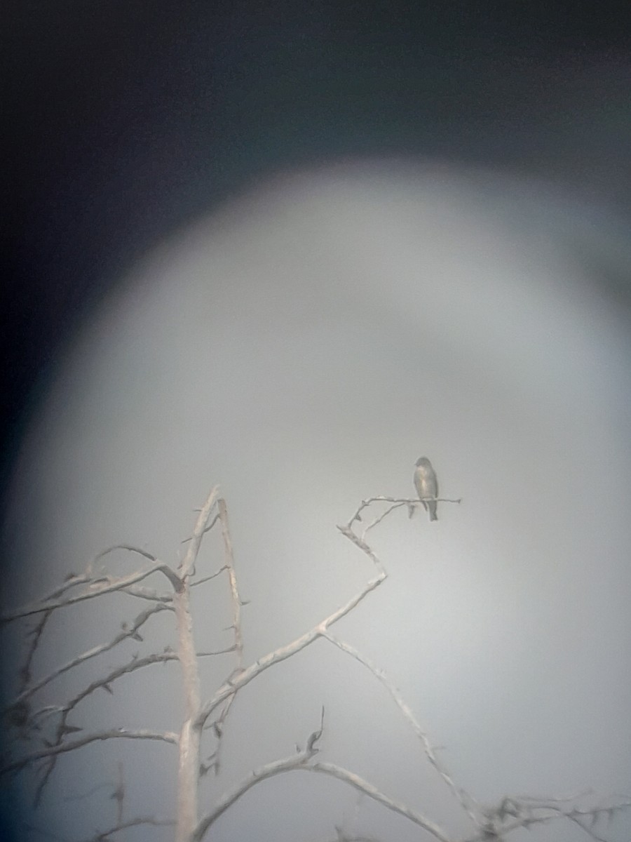 Olive-sided Flycatcher - ML640704640