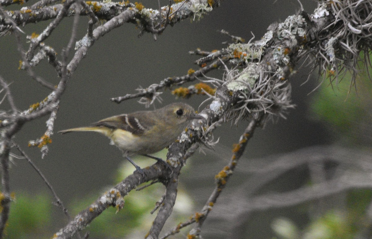 Hutton's Vireo - ML640704687