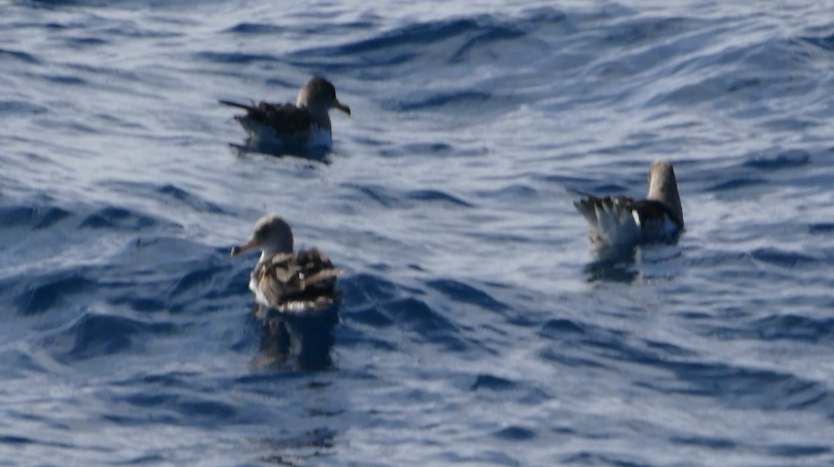 Puffin cendré ou P. de Scopoli - ML640704717