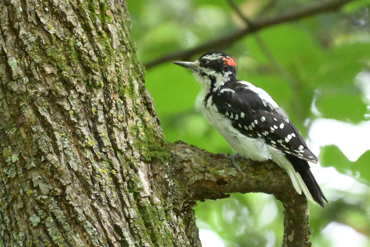 Hairy Woodpecker - ML640704721